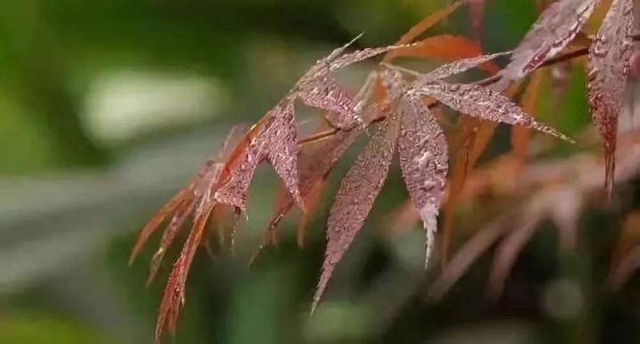 油煙凈化器，油煙凈化設(shè)備，油煙凈化機(jī)